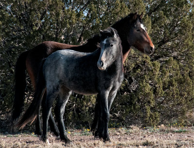 Wild Horses of Placitas