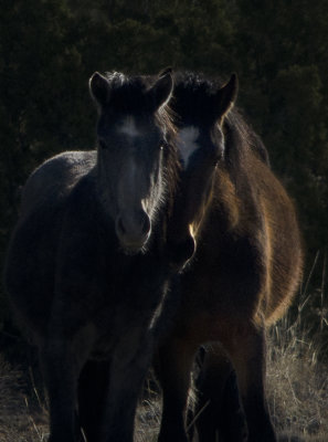 Wild Horses of Placitas
