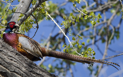 Ringtail Pheasant