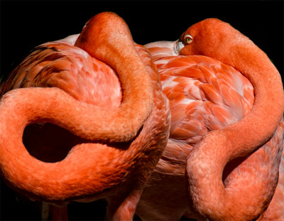 The Color of Flamingos