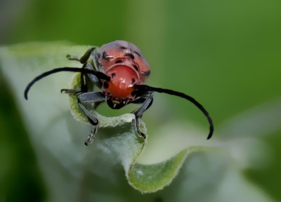 Milkweed Beetle