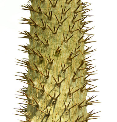 Spines