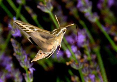 A Moth & A Few Butterflies