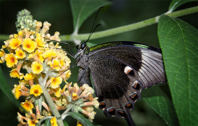 A Moth & A Few Butterflies