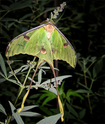 A Moth & A Few Butterflies