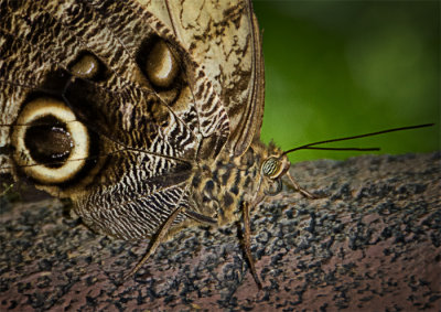 A Moth & A Few Butterflies