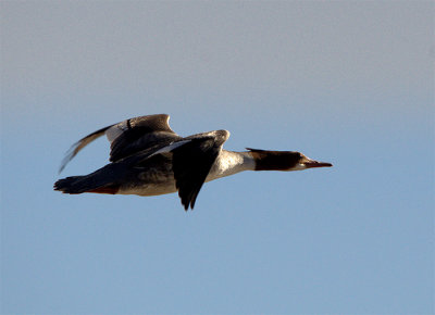 Merganser, Warp 5