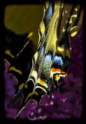 Swallowtail