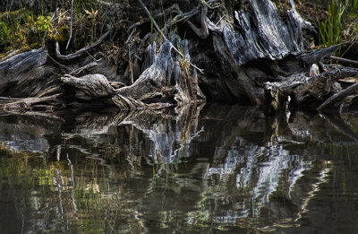 Reflections on the Stump