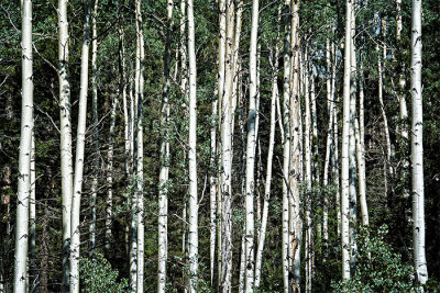 Aspen Tangle