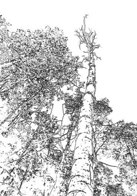 Summer Aspen