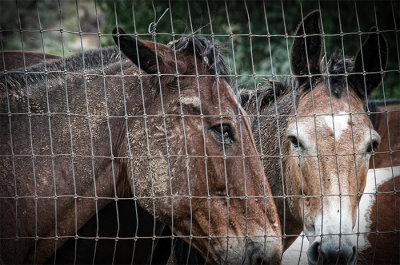 Corral Mates