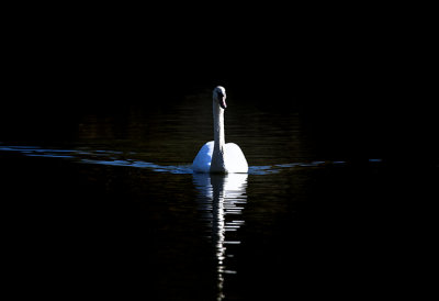 Mute Swan