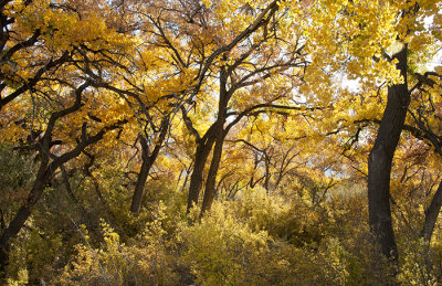 Corrales Village, New Mexico