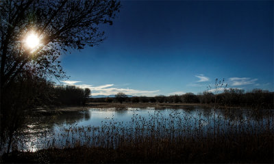 Late Afternoon, Bosque del Apache