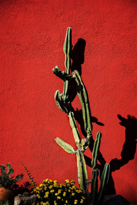 Mesilla, NM, and the Barrio Historico of Tuscon