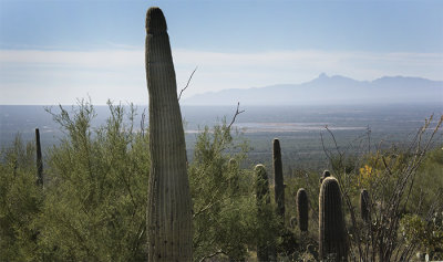 Southwest Sentinels