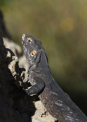 Spiny-tailed Iguana