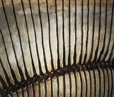 Standing Ribs