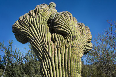 Suguaro on Steroids