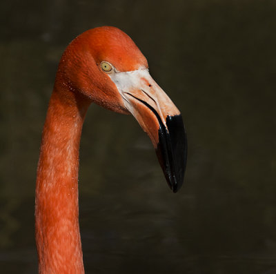 The Color of Flamingos