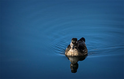 Silky Glide in the Sun