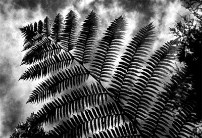 Kiwi Tree Fern