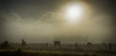 Morning Mist