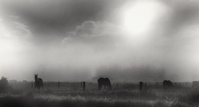 Horses in the Mist