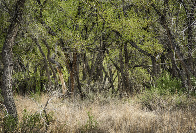 Bosque Spring