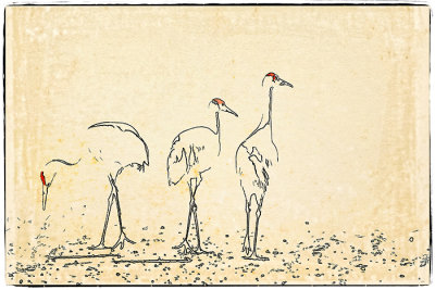 Grazing Family of Sandhill Cranes