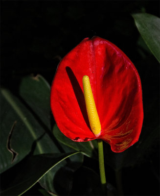 Rain Forest Exotics