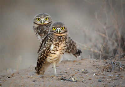 Those Burrowing Owls