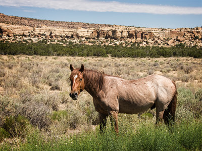 Acoma Wild Horse