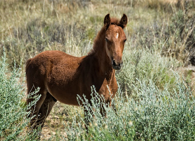Pueblo Colt