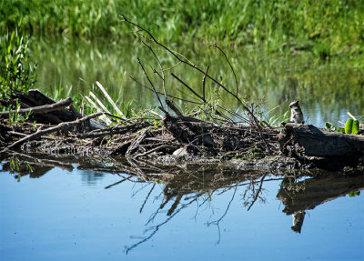 Lord Mayor of the Pond