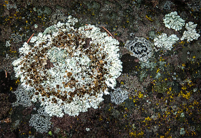 Storytelling Lichen