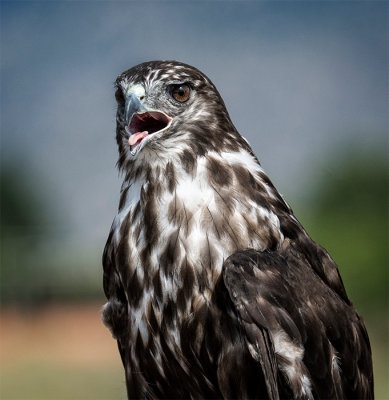 Harlans Red Tail Hawk