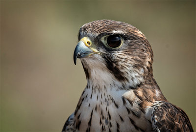 Prairie Falcon