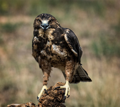 Red Tailed Hawk