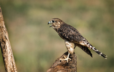 Merlin