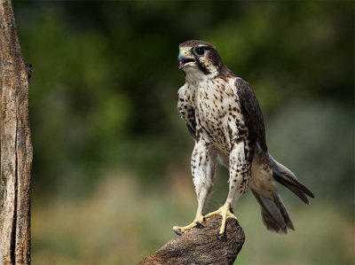 Prairie Falcon