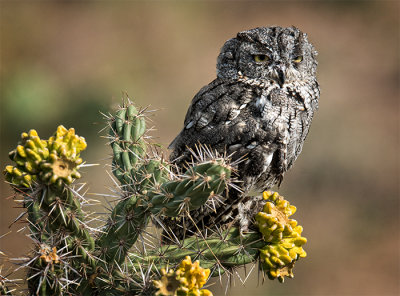 Western Screech Owl
