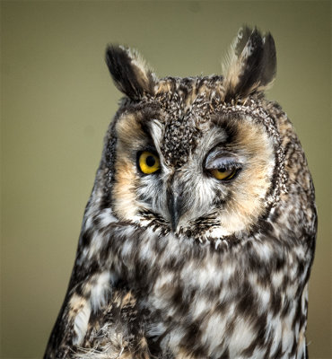 Long Eared Owl