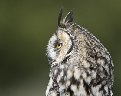 Long Eared Owl