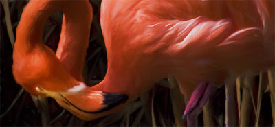 The Color of Flamingos