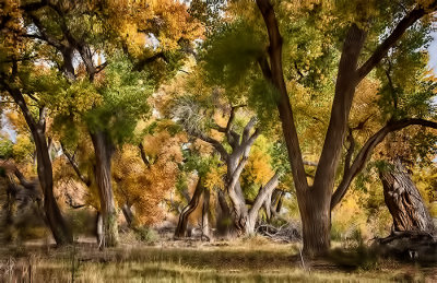 Enchanting Autumn Morning in the Bosque
