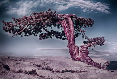 Yosemites Historic Jeffrey Pine, 1974