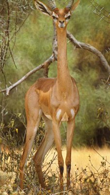 Gerenuk, Maasi-Mara National Reserve, Kenya, 1981