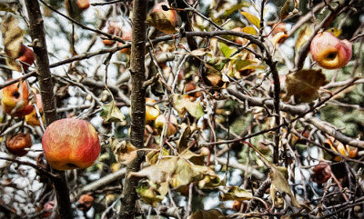 December Apple